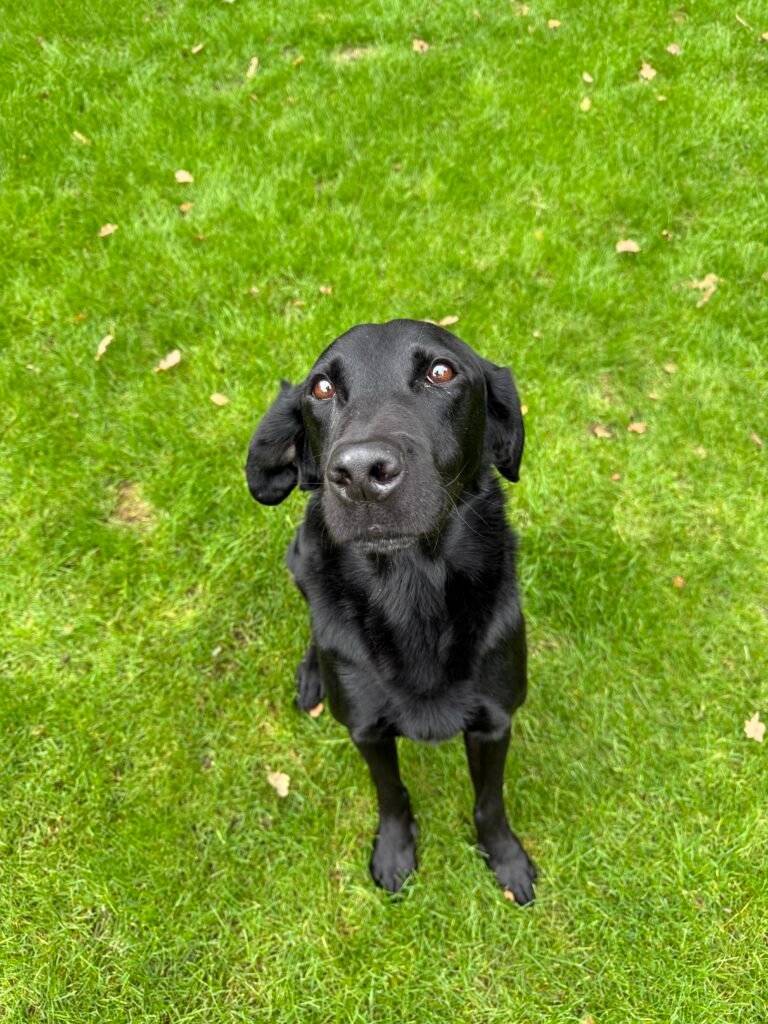 Friendly dog walker taking a happy dog for a stroll in Bessacarr, Doncaste