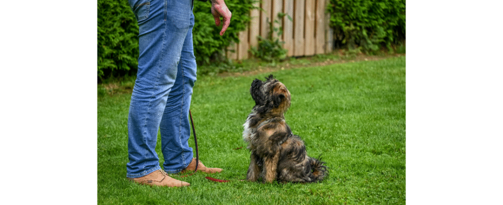 dog training near me