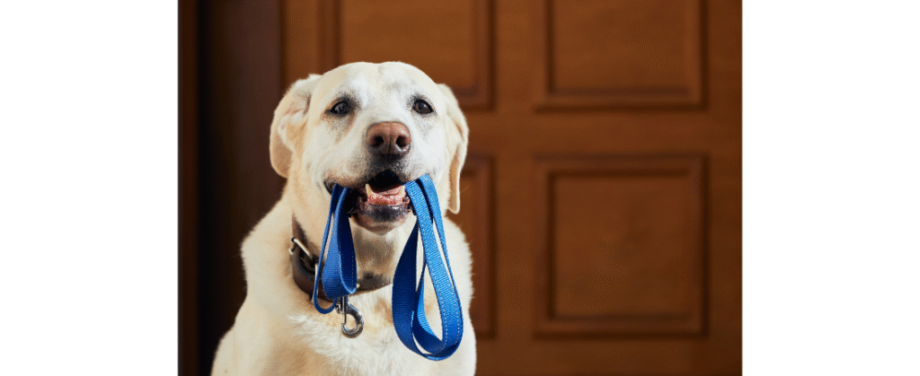 funny dog holding lead in mouth