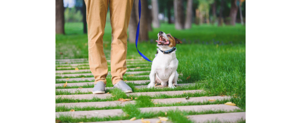 dog training small dog on lead